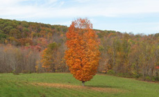 Autumn leaves (foliage) on trees in Litchfield CT (Connecticut)