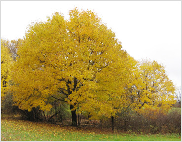 Yellow autumn foliage along a country road in Litchfield County.