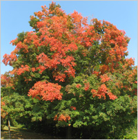 red and green leaves