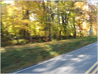 foliage by the road