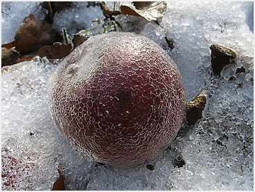 Apple glazed with ice.