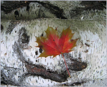 leaf on birch log