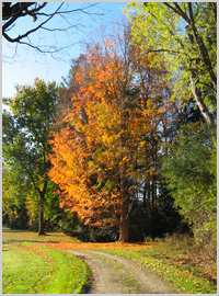 foliage along dirt path