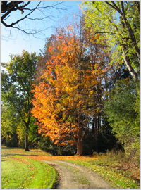 foliage along dirt path