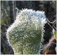 first frost