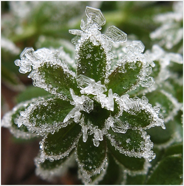 Frost on  a small green weed.