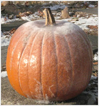 Frost on a pumpkin.