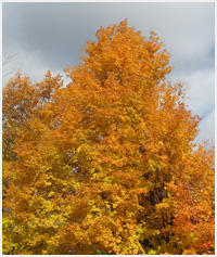 An maple showing vivid autumn orange.