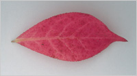 pink leaf