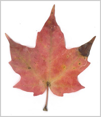 pinkish maple leaf