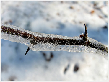Quince branch coated with ice, with pointed needles emerging.