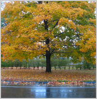 visiting Litchfield -- foliage by the road in the rain 2007