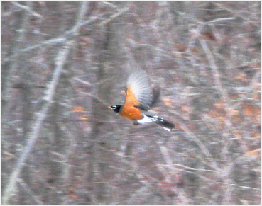 Robin in flight.