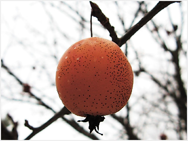 lone crabapple, colorful, hanging on tree