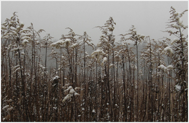 Snow falling on browned weeds.