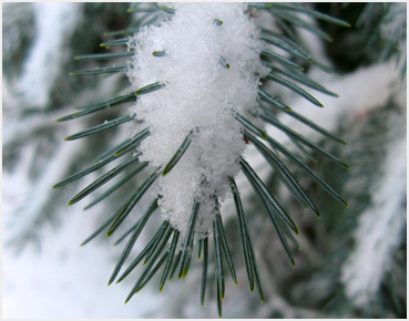 Blue spruce with ice and snow.