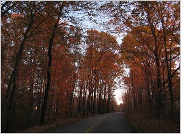 Nature photography:  Late autum sunset light on the last leaves.  