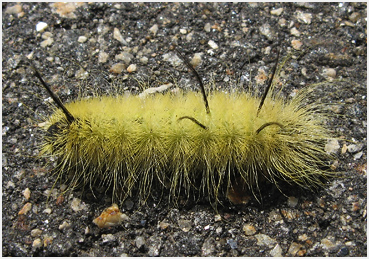 Caterpillar of the American Dagger Moth.