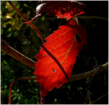 Red leaf.