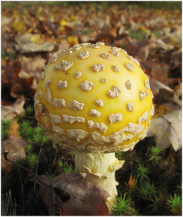 Yellow mushroom in Litchfield Connecticut.