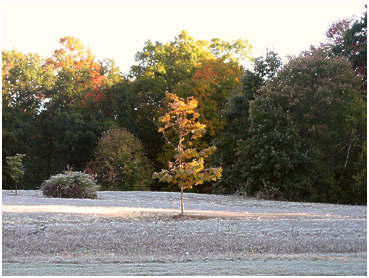 Frost on the ground.