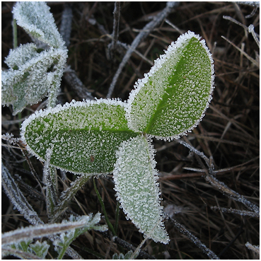 Frost on tiny leaf.