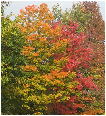 Maples, green through red.