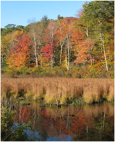 Autumn trees.