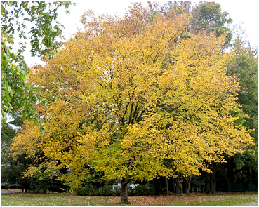 Maple with yellow leaves.