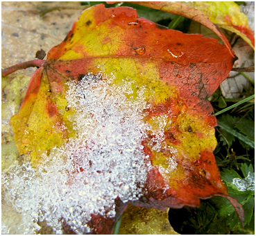 Snow on fallen leaves.