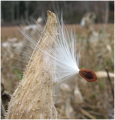 Milkweed seed.