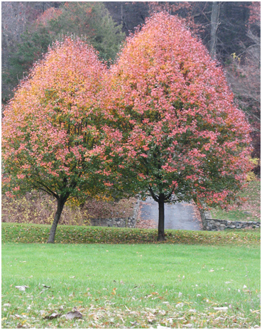 Late colorful foliage.