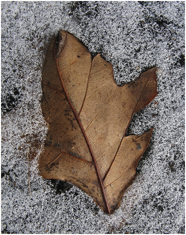 Brown leaf on ice.