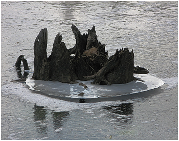 Tree stump in ice.