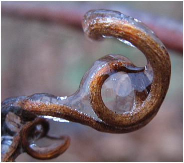 Grapevine tendril coated with ice.
