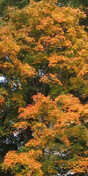 Fall Foliage in Litchfield Connecticut 2012