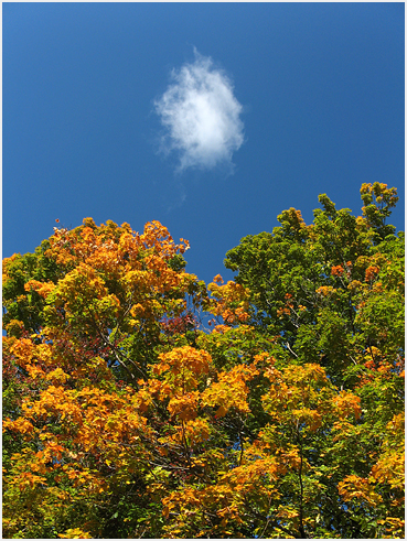 Colorful maple trees.