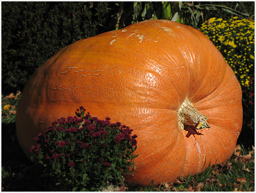 Extra-large pumpkin.