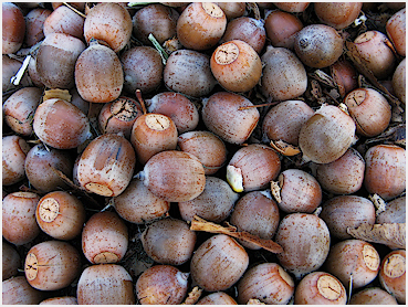 Acorns.