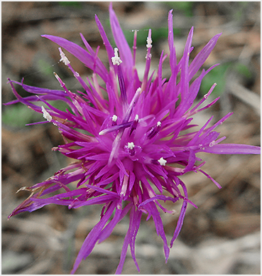 Late knapweed bloom.