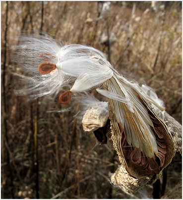 Milkweed seeds.