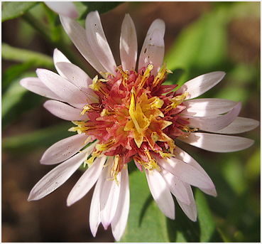 Baeolophus bicolor.