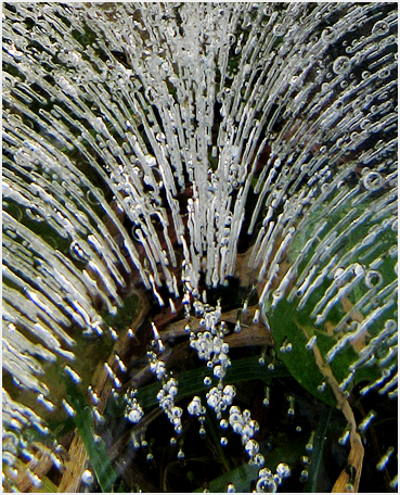 Bubbles frozen into the ice.