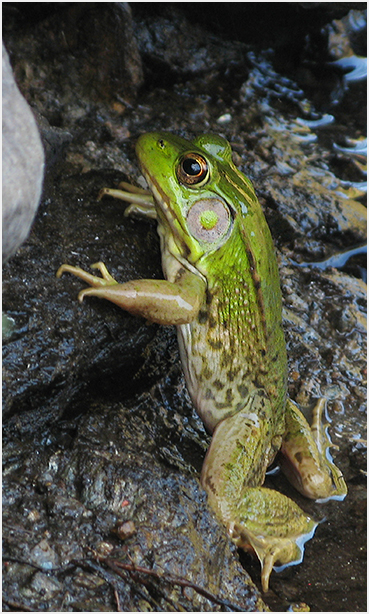 Green frog.