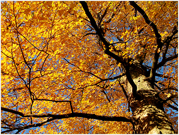 Bright maple fall foliage.