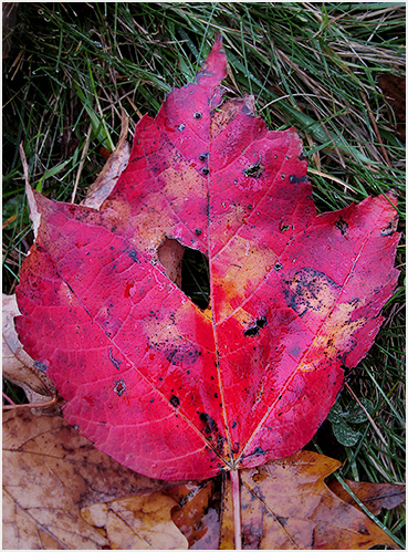 Pink color in maple leaf.