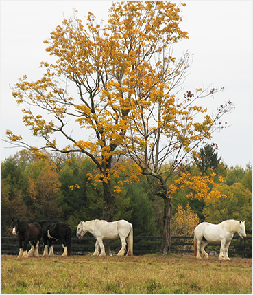Horses in fromt of fall foliage.