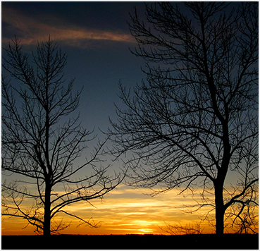 Sunset through the trees.