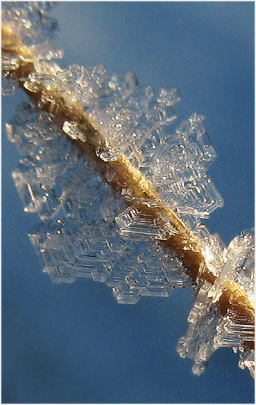 Frost on weeds.