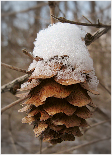 Snow on pine cone.